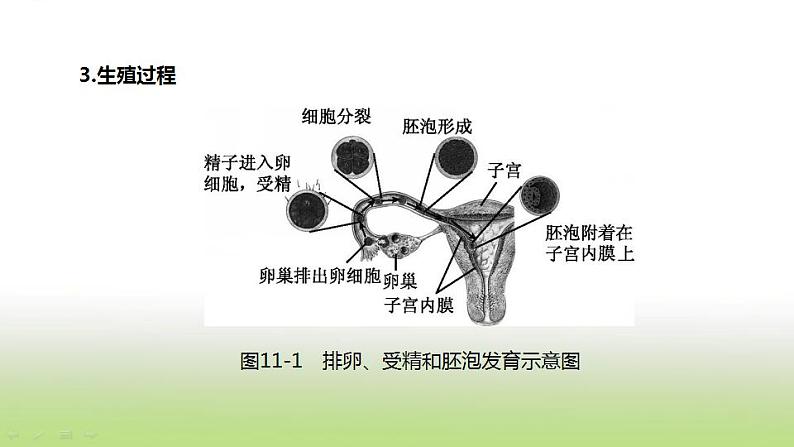 新人教版中考生物复习第四单元生物圈中的人第11课时人的由来课件07