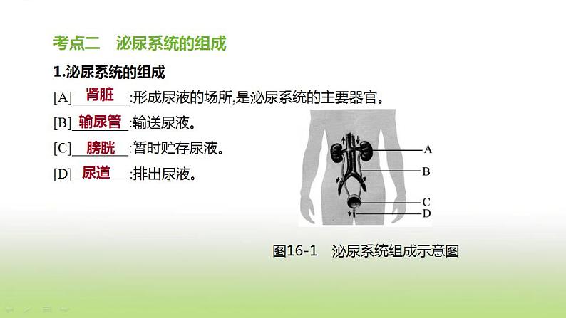 新人教版中考生物复习第四单元生物圈中的人第16课时人体内废物的排出课件第3页