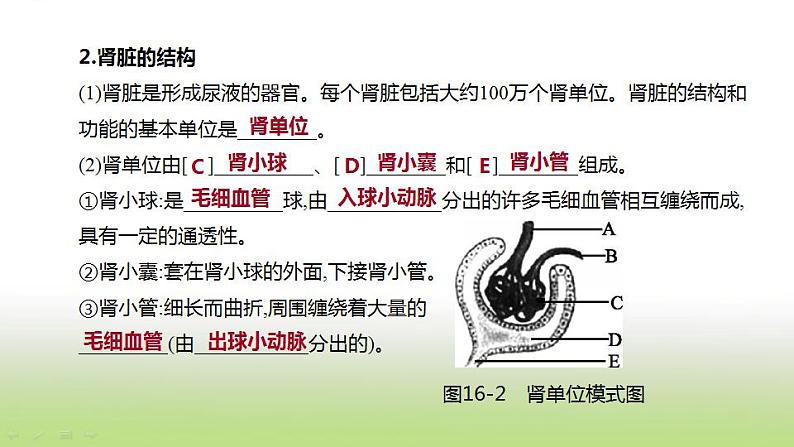 新人教版中考生物复习第四单元生物圈中的人第16课时人体内废物的排出课件第4页