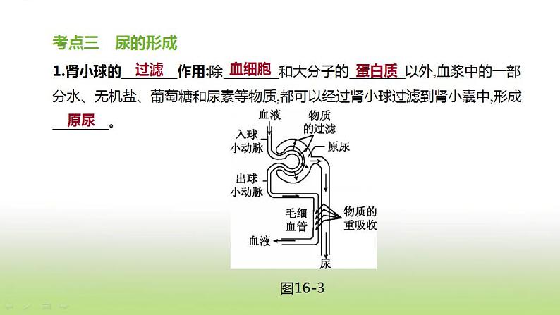 新人教版中考生物复习第四单元生物圈中的人第16课时人体内废物的排出课件第6页