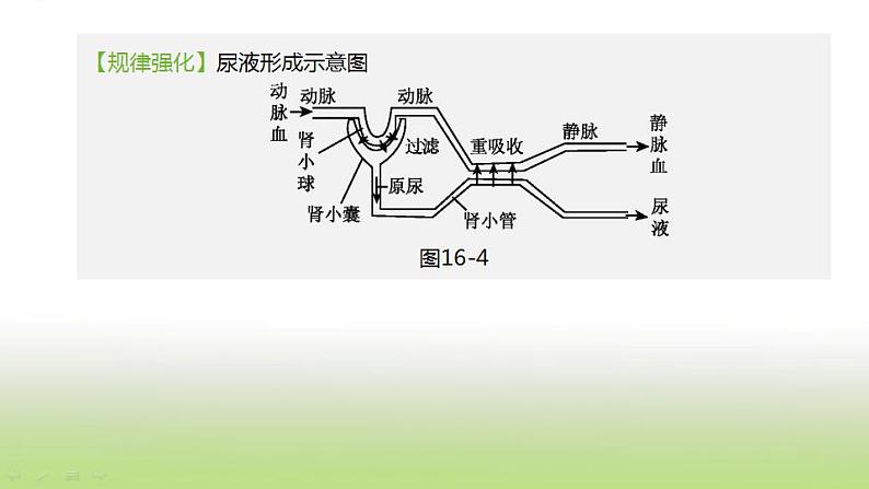 新人教版中考生物复习第四单元生物圈中的人第16课时人体内废物的排出课件第8页