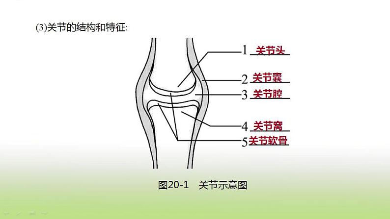 新人教版中考生物复习第五单元生物的多样性及其保护第20课时动物的运动和行为课件03