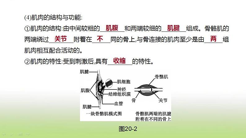 新人教版中考生物复习第五单元生物的多样性及其保护第20课时动物的运动和行为课件05