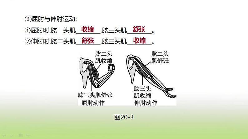 新人教版中考生物复习第五单元生物的多样性及其保护第20课时动物的运动和行为课件08