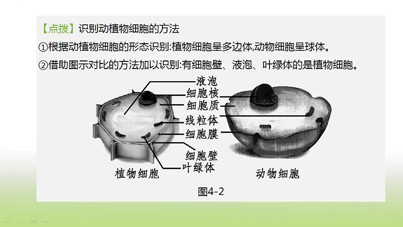 新人教版中考生物复习第二单元生物体的结构层次第04课时细胞的结构和生活课件第6页