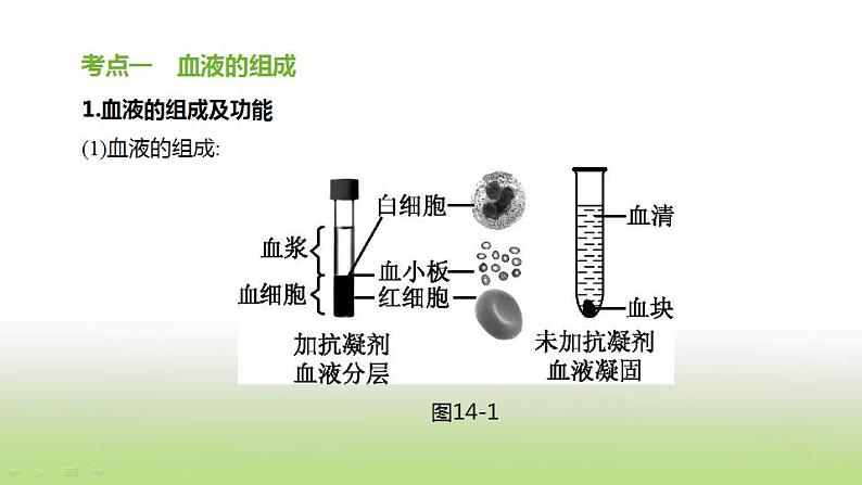 新人教版中考生物复习第四单元生物圈中的人第14课时血液血管和血型输血课件02