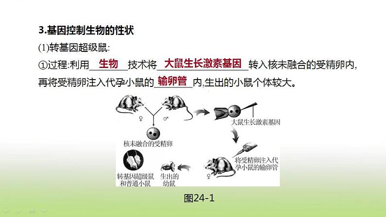 新人教版中考生物复习第六单元生命的延续发展和降地生活第24课时生物的遗传和变异课件04