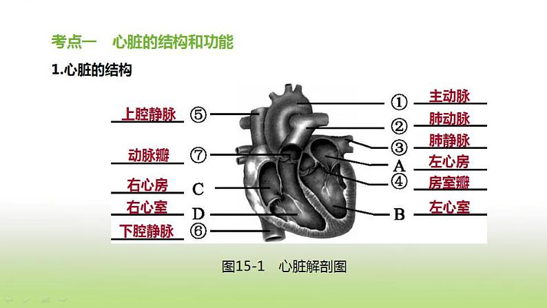 新人教版中考生物复习第四单元生物圈中的人第15课时心脏与血液循环课件第2页