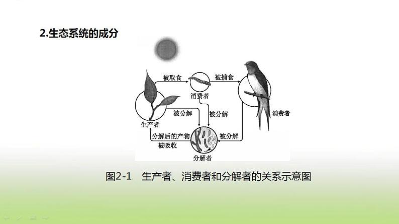 新人教版中考生物复习第一单元生物与环境第02课时生态系统与生物圈课件第4页