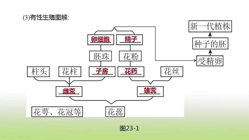 新人教版中考生物复习第六单元生命的延续发展和降地生活第23课时生物的生殖和发育课件第4页