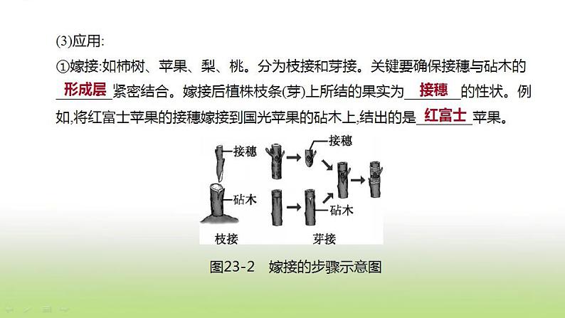 新人教版中考生物复习第六单元生命的延续发展和降地生活第23课时生物的生殖和发育课件第7页