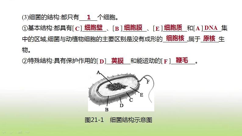 新人教版中考生物复习第五单元生物的多样性及其保护第21课时生物圈中的微生物课件05