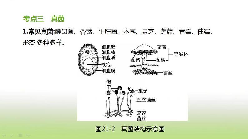 新人教版中考生物复习第五单元生物的多样性及其保护第21课时生物圈中的微生物课件07