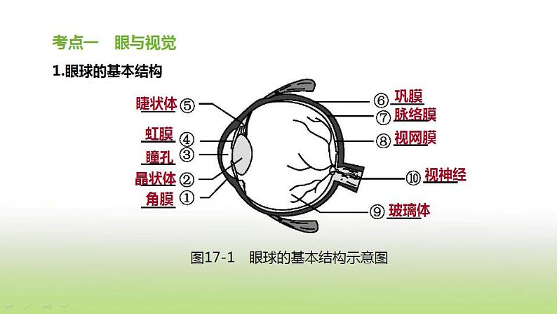 新人教版中考生物复习第四单元生物圈中的人第17课时人体对外界环境的感知课件第2页