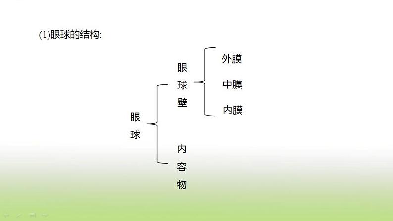 新人教版中考生物复习第四单元生物圈中的人第17课时人体对外界环境的感知课件第3页