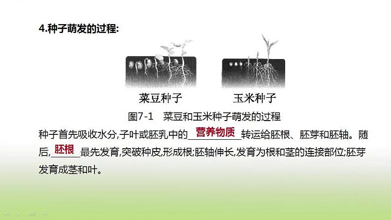 新人教版中考生物复习第三单元生物圈中的绿色植物第07课时被子植物的一生课件08