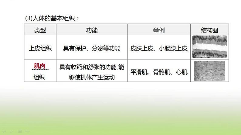 新人教版中考生物复习第二单元生物体的结构层次第05课时生物体的结构层次课件04