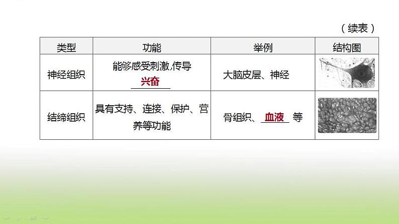 新人教版中考生物复习第二单元生物体的结构层次第05课时生物体的结构层次课件05