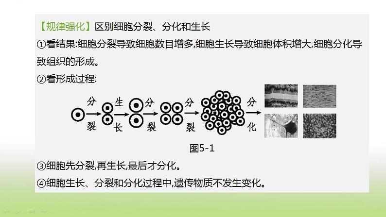 新人教版中考生物复习第二单元生物体的结构层次第05课时生物体的结构层次课件07