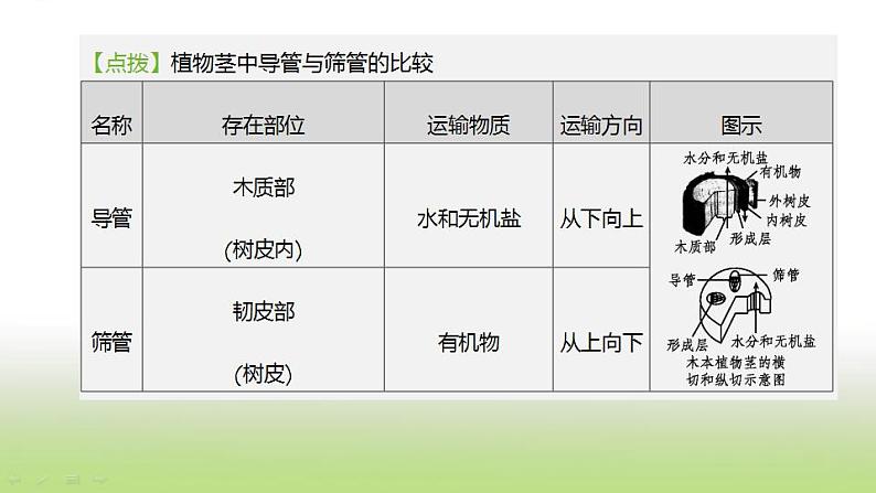 新人教版中考生物复习第三单元生物圈中的绿色植物第08课时绿色植物与生物圈的水循环课件第3页