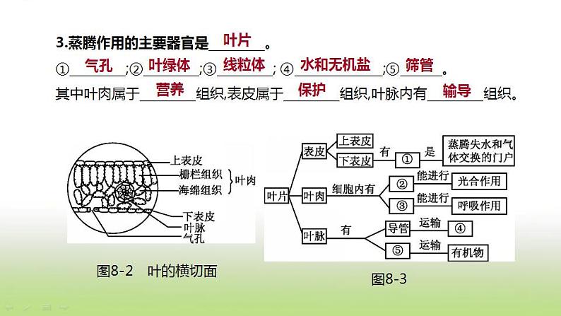 新人教版中考生物复习第三单元生物圈中的绿色植物第08课时绿色植物与生物圈的水循环课件第8页