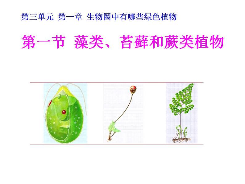 2021-2022人教版七年级生物上册第三单元第一章第一节藻类苔藓和蕨类植物课件第2页