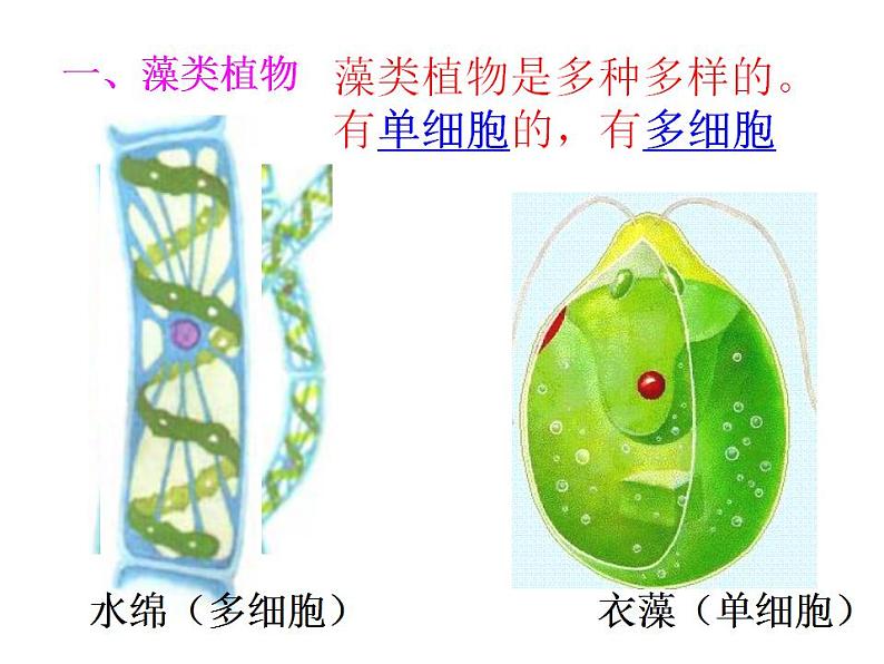 2021-2022人教版七年级生物上册第三单元第一章第一节藻类苔藓和蕨类植物课件第7页