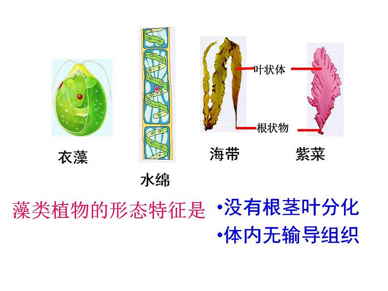 2021-2022人教版七年级生物上册第三单元第一章第一节藻类苔藓和蕨类植物课件第8页