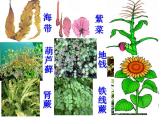 2021-2022人教版七年级生物上册 第三单元生物圈中的绿色植物第一章生物圈中有哪些绿色植物第一节藻类、苔藓和蕨类植物课件