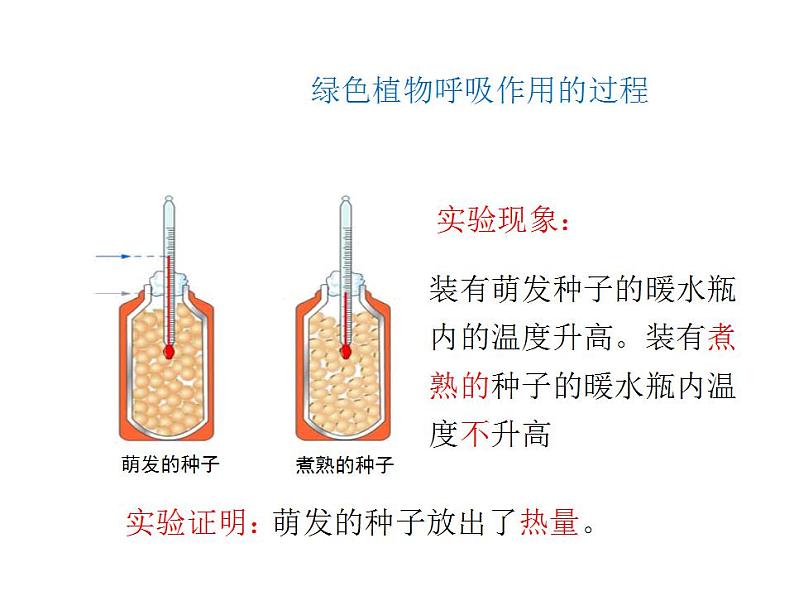 2021-2022人教版七年级生物上册 第三单元生物圈中的绿色生物第五章绿色植物与生物圈中的碳—氧平衡第二节绿色植物的呼吸作用课件04