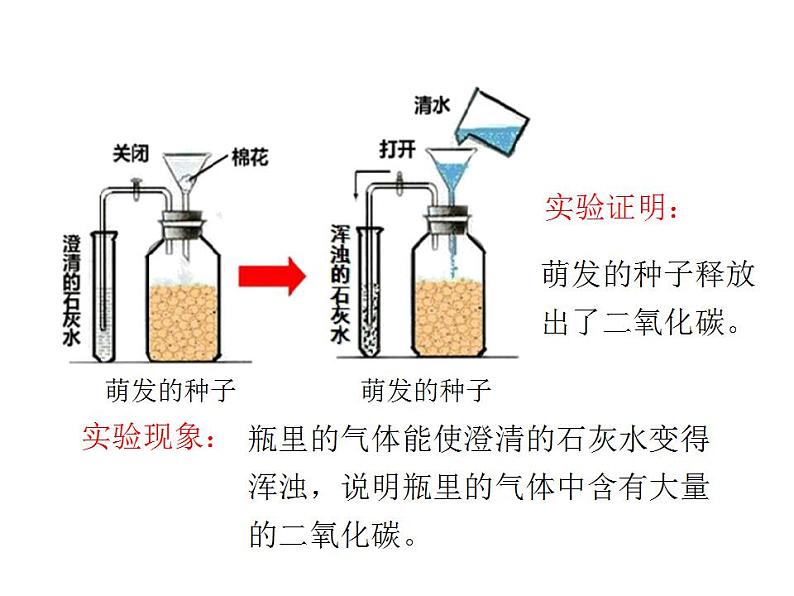 2021-2022人教版七年级生物上册 第三单元生物圈中的绿色生物第五章绿色植物与生物圈中的碳—氧平衡第二节绿色植物的呼吸作用课件06