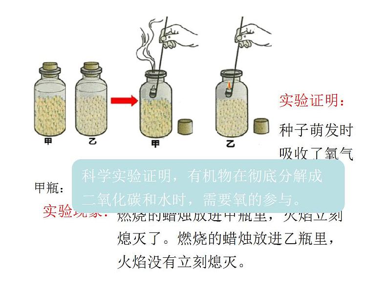 2021-2022人教版七年级生物上册 第三单元生物圈中的绿色生物第五章绿色植物与生物圈中的碳—氧平衡第二节绿色植物的呼吸作用课件07