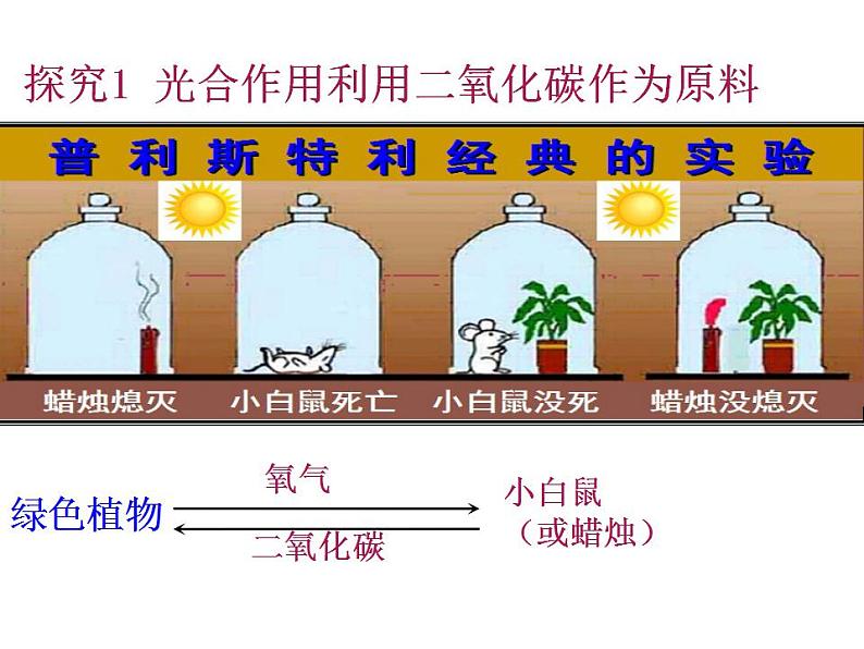 2021-2022人教版七年级生物上册 第三单元第五章第一节光合作用吸收二氧化碳释放氧气课件第4页