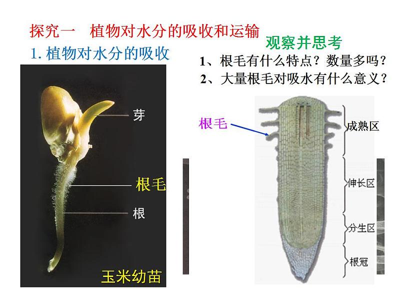 2021-2022人教版七年级生物上册 第三单元第三章绿色植物与生物圈中的水循环课件03