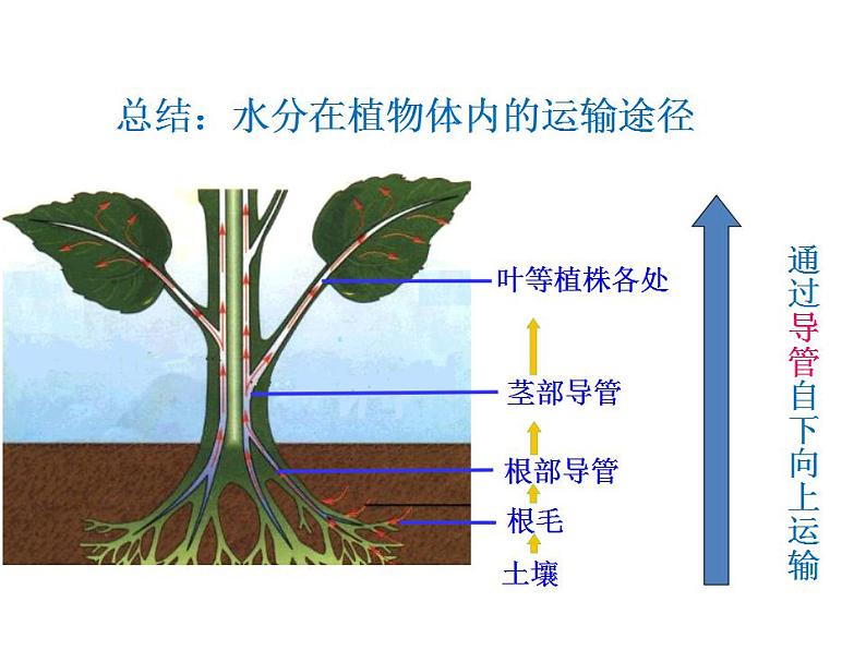 2021-2022人教版七年级生物上册 第三单元第三章绿色植物与生物圈中的水循环课件06