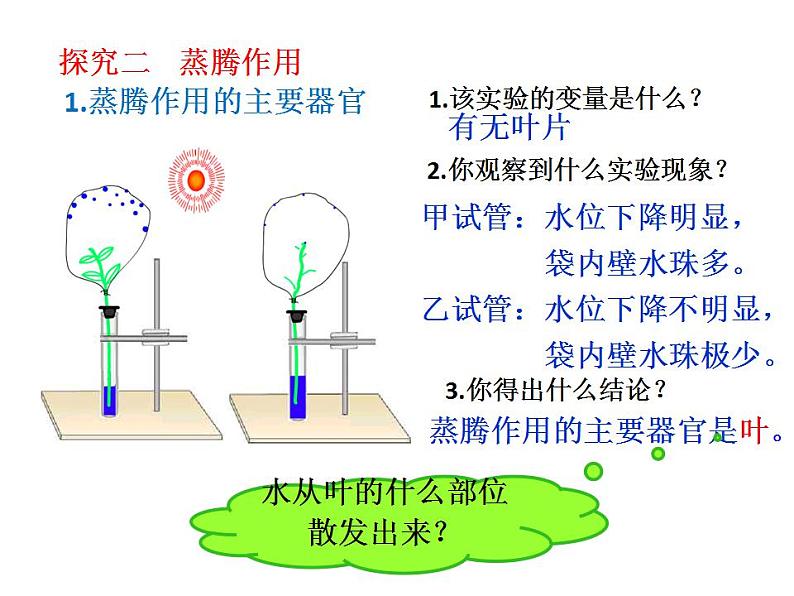 2021-2022人教版七年级生物上册 第三单元第三章绿色植物与生物圈中的水循环课件08