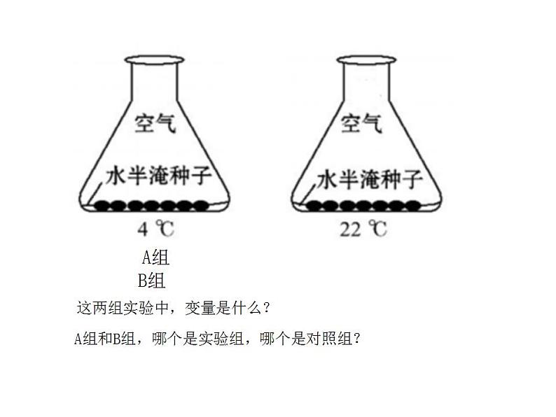 2021-2022人教版七年级生物上册 第三单元第二章第一节种子的萌发课件06