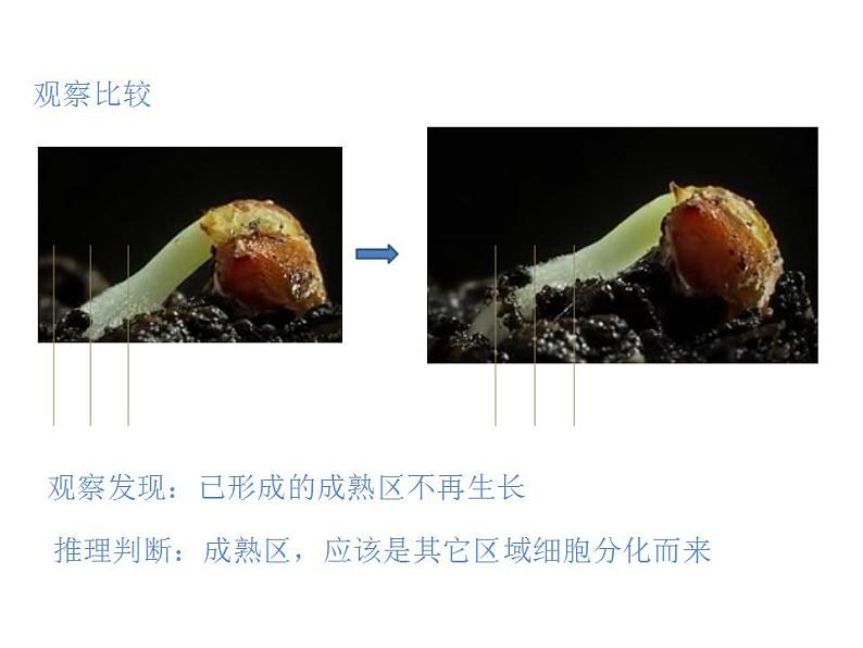 2021-2022人教版七年级生物上册 第三单元第二章第二节植株的生长课件03