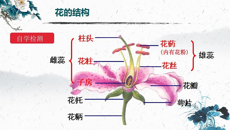 2021-2022人教版七年级生物上册 第三单元 生物圈中的绿色植物 第二章 被子植物的一生第三节 开花和结果 (共21张PPT)课件PPT04