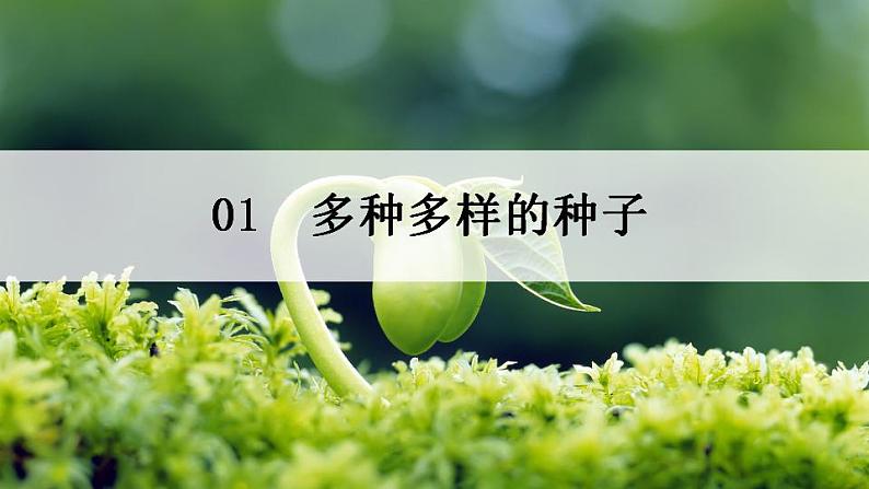 2021-2022人教版七年级生物上册 3.1.2 《种子植物——种子的结构》课件03