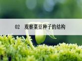 2021-2022人教版七年级生物上册 3.1.2 《种子植物——种子的结构》课件