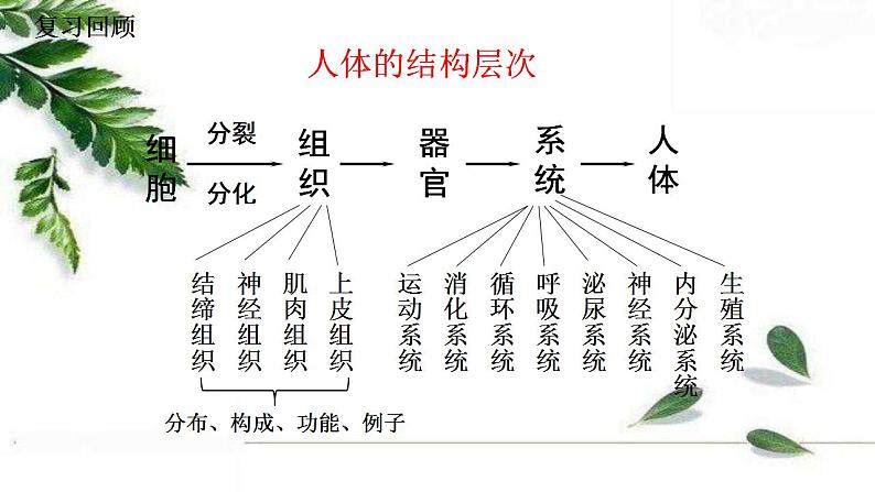 2021-2022 初中生物人教版七年级上册2.2.3植物体的结构层次 课件（25页）02