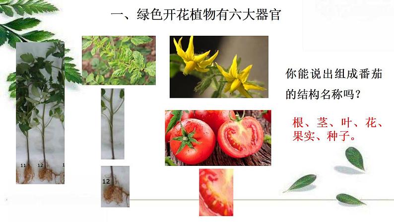 2021-2022 初中生物人教版七年级上册2.2.3植物体的结构层次 课件（25页）04