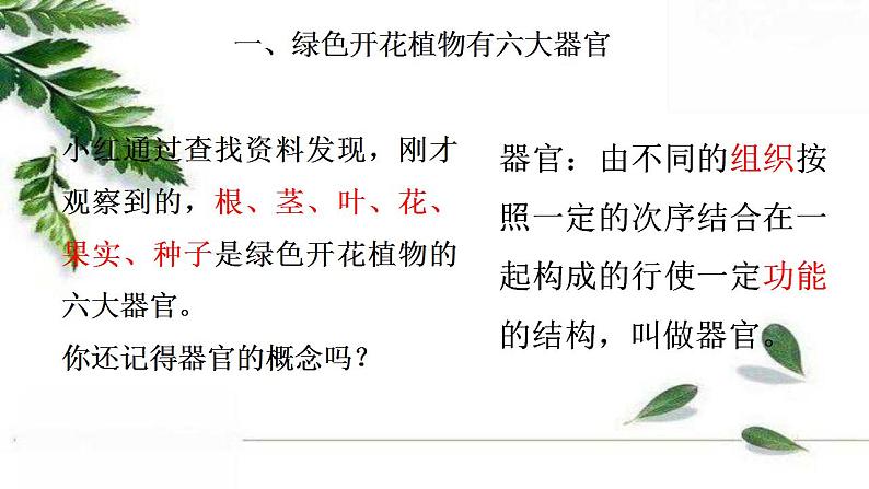 2021-2022 初中生物人教版七年级上册2.2.3植物体的结构层次 课件（25页）05