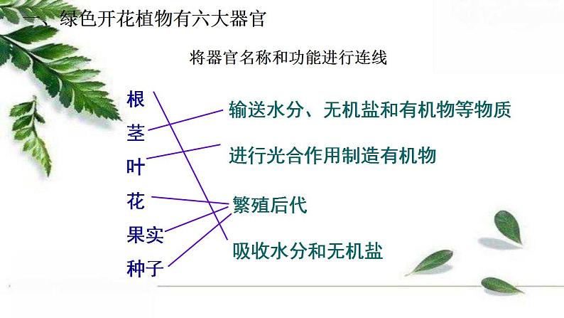 2021-2022 初中生物人教版七年级上册2.2.3植物体的结构层次 课件（25页）06