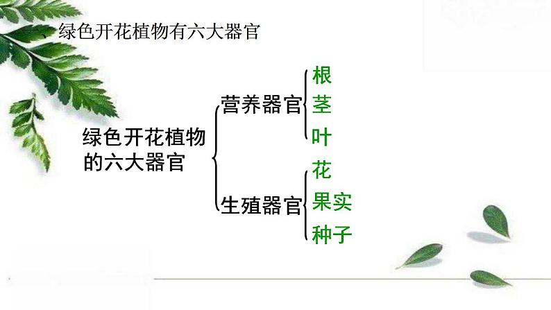 2021-2022 初中生物人教版七年级上册2.2.3植物体的结构层次 课件（25页）07