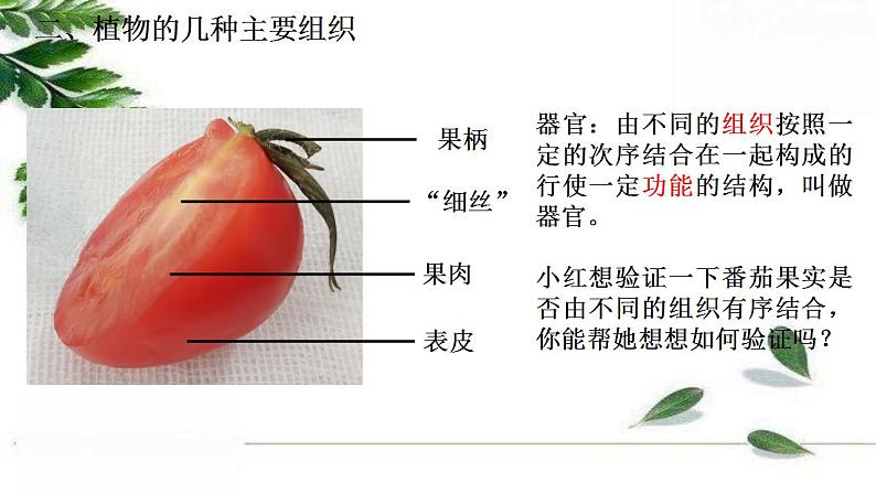 2021-2022 初中生物人教版七年级上册2.2.3植物体的结构层次 课件（25页）08