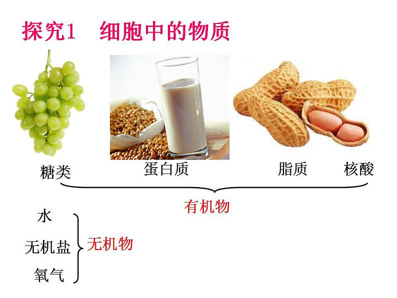 2021-2022 初中人教版 七年级生物上册第二单元第一章第四节细胞的生活课件03