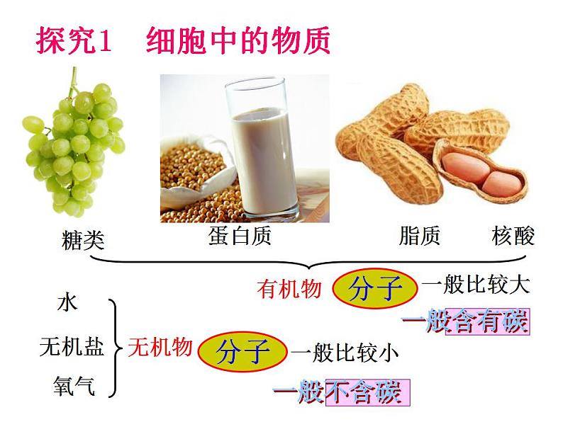 2021-2022 初中人教版 七年级生物上册第二单元第一章第四节细胞的生活课件04