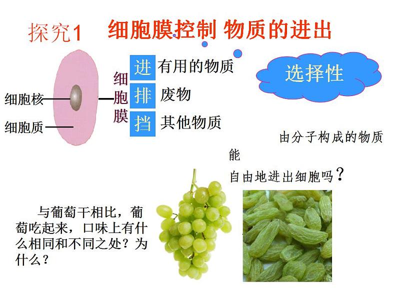 2021-2022 初中人教版 七年级生物上册第二单元第一章第四节细胞的生活课件06